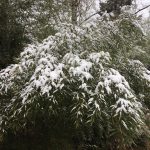 この竹垣に竹立てかけたのは竹立てかけたかったから竹立てかけた。