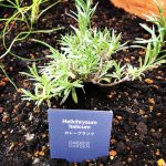 おすすめハーブのご紹介