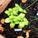 おすすめハーブのご紹介 -2-