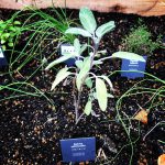 おすすめハーブのご紹介 －3－