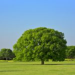 カーボンオフセット