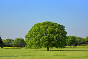 カーボンオフセット